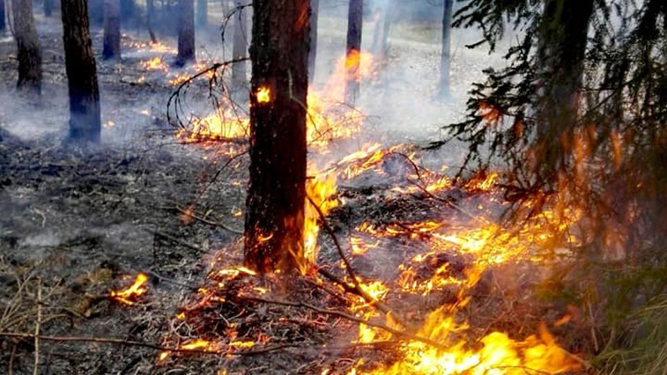 Wzrasta zagrożenie pożarowe w lasach regionu. Fot. Regionalna Dyrekcja Lasów Państwowych w Szczecinie