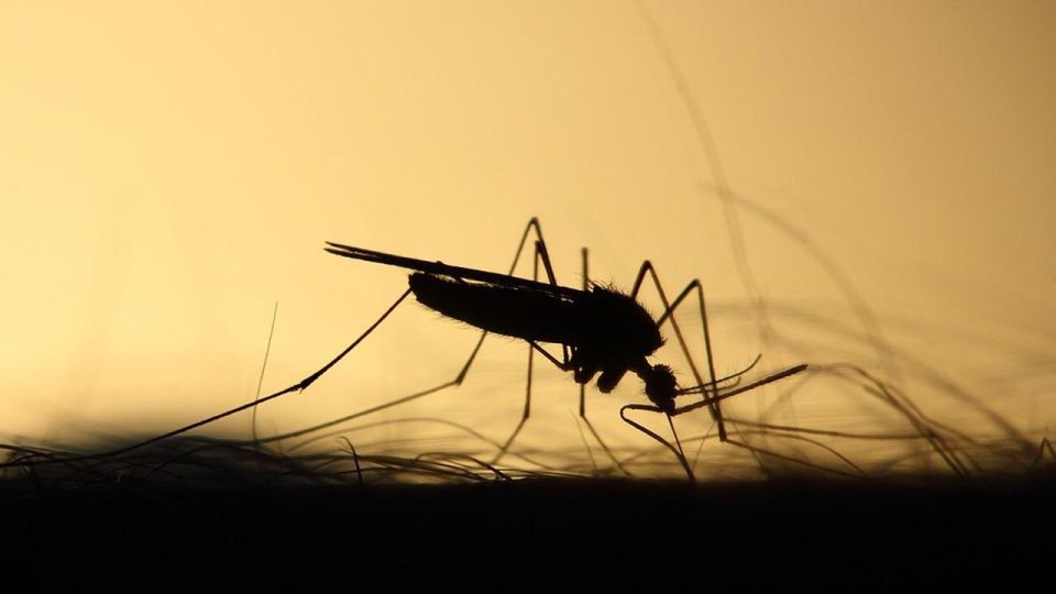 źródło: https://pixabay.com/pl/3860900/Emphyrio/CC0 - domena publiczna