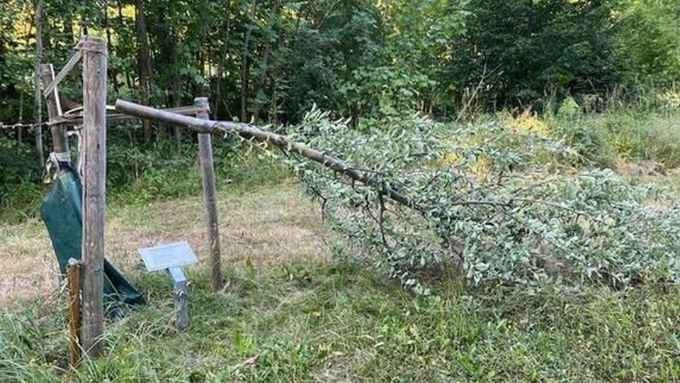 W lipcu wyciętych zostało siedem drzew upamiętniających ofiary obozu koncentracyjnego Buchenwald, później zniszczone zostało kolejnych kilka drzew w sąsiednim mieście Weimar. Z kolei w sierpniu nieznani sprawcy zniszczyli brzozę w gaju pamięci obozu koncentracyjnego Mittelbau-Dora. źródło: https://www.betterplace.org/de