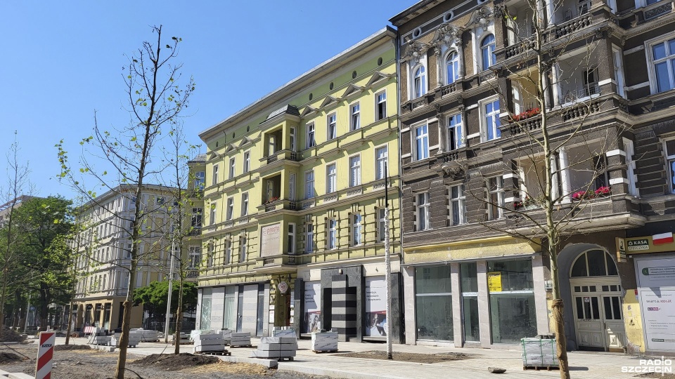 Platany w czerwcu. Fot. Sławomir Orlik [Radio Szczecin]