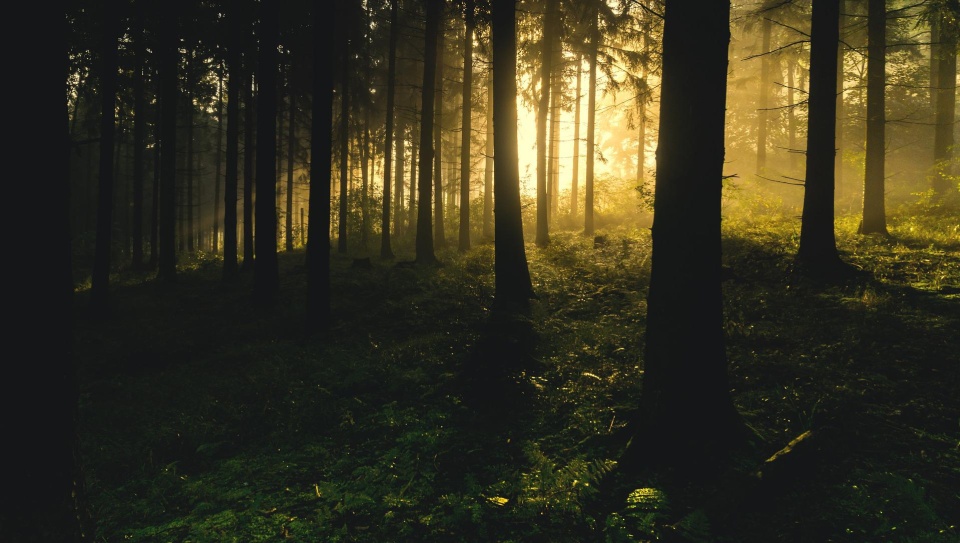 Fot. pixabay.com / Pexels (domena publiczna)