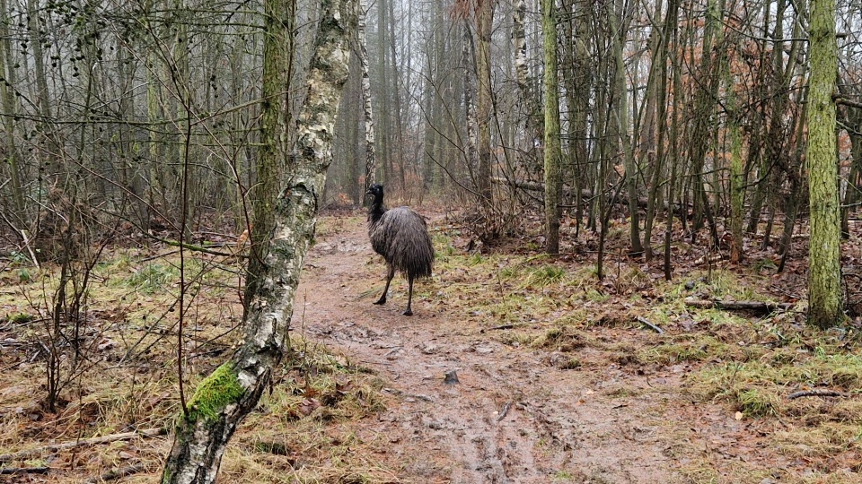 Fot. słuchacz Piotr