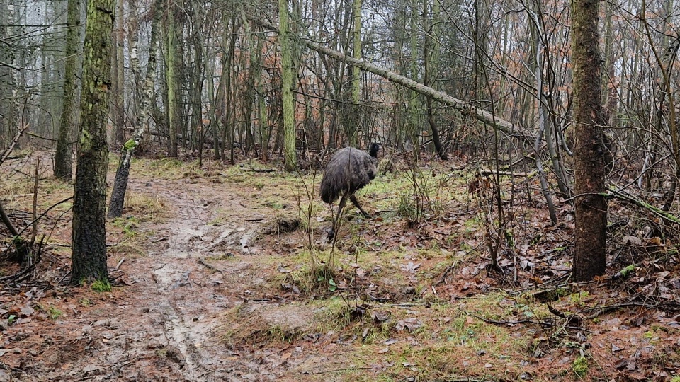 Fot. słuchacz Piotr