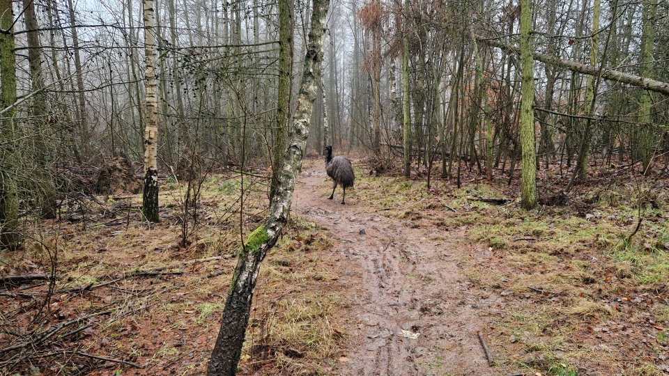 Fot. słuchacz Piotr