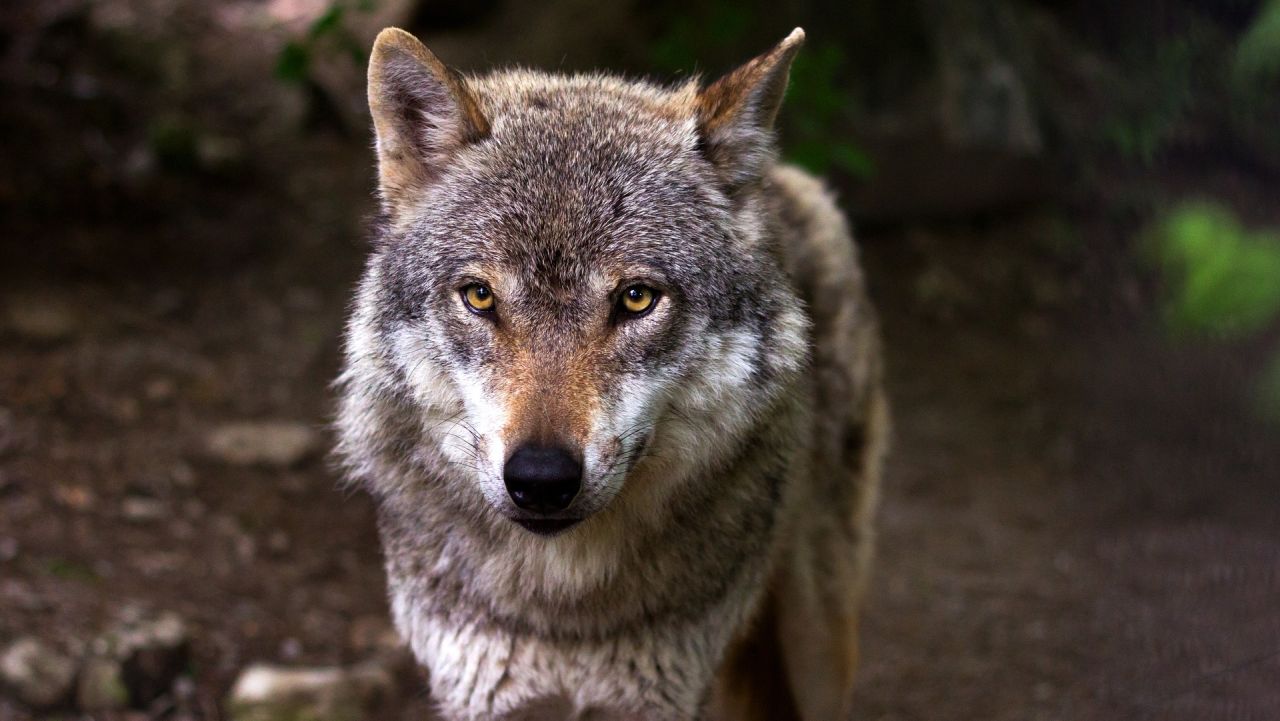 Uwaga na wilki - ostrzega gmina Trzcińsko-Zdrój. Urzędnicy apelują do mieszkańców o zachowanie szczególnej ostrożności.