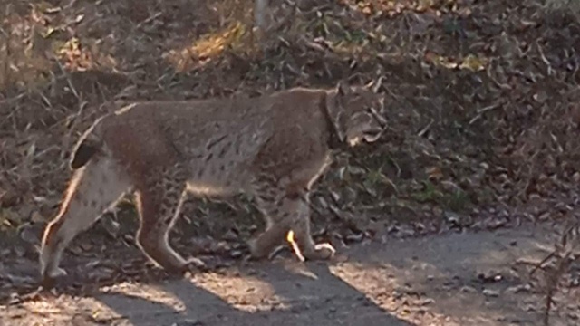Rysia zauważyli i sfotografowali świdwińscy leśnicy. źródło: https://www.facebook.com/profile.php?id=100064912261814 Nowy mieszkaniec karsiborskich lasów (z pędzlami na uszach) [ZDJĘCIA]