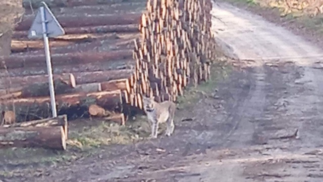 Rysia zauważyli i sfotografowali świdwińscy leśnicy. źródło: https://www.facebook.com/profile.php?id=100064912261814 Nowy mieszkaniec karsiborskich lasów (z pędzlami na uszach) [ZDJĘCIA]