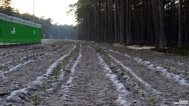 Fot. Marcin Kokolus [Radio Szczecin] Odtworzyli las, który wycięto pod Baltic Pipe [ZDJĘCIA]