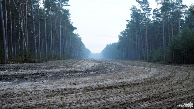 Fot. Marcin Kokolus [Radio Szczecin] Odtworzyli las, który wycięto pod Baltic Pipe [ZDJĘCIA]