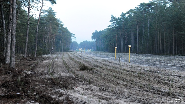Fot. Marcin Kokolus [Radio Szczecin] Odtworzyli las, który wycięto pod Baltic Pipe [ZDJĘCIA]