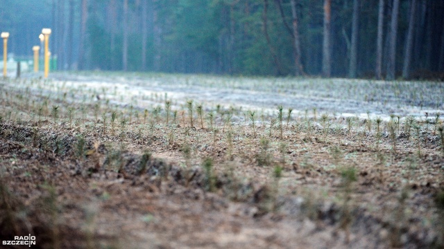 Fot. Marcin Kokolus [Radio Szczecin] Odtworzyli las, który wycięto pod Baltic Pipe [ZDJĘCIA]