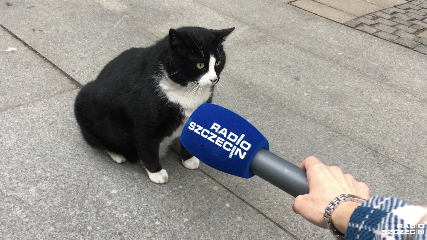 Szczeciński kot-celebryta odnaleziony