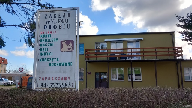 Fot. Przemysław Polanin [Radio Szczecin] Co było pierwsze: jajko czy kura? [WIDEO, ZDJĘCIA]