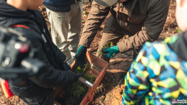 Fot. Jakub Niwa Dzieci zasadziły tysiące sosen. Ten las będzie rósł 100 lat [ZDJĘCIA, WIDEO]