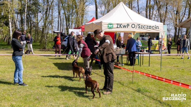 Fot. Robert Stachnik [Radio Szczecin] Pierwsza krajowa wystawa psów myśliwskich w Lubieszynie [WIDEO, ZDJĘCIA]