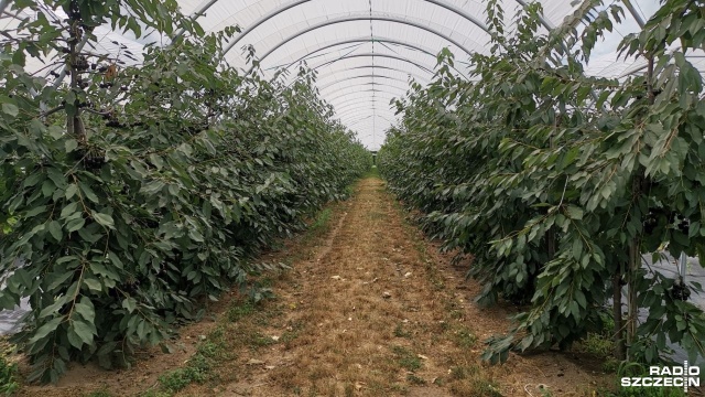 Fot. Marek Synowiecki [Radio Szczecin] Czereśniowe zagłębie w regionie [ZDJĘCIA]