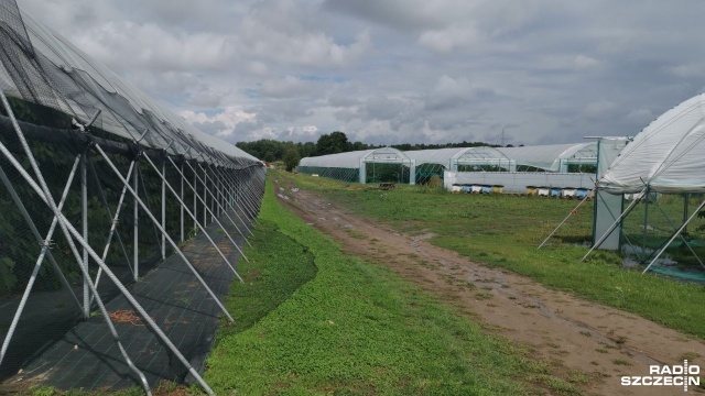 Fot. Marek Synowiecki [Radio Szczecin] Czereśniowe zagłębie w regionie [ZDJĘCIA]