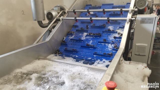 Fot. Marek Synowiecki [Radio Szczecin] Czereśniowe zagłębie w regionie [ZDJĘCIA]