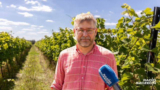 Fot. Robert Stachnik [Radio Szczecin] Pogoda nie sprzyja winnicom w regionie [WIDEO, ZDJĘCIA]