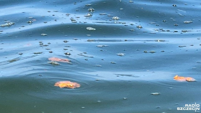 Fot. Marcin Kokolus [Radio Szczecin] Za potrzebą prawie kilometr od plaży [WIDEO, ZDJĘCIA]