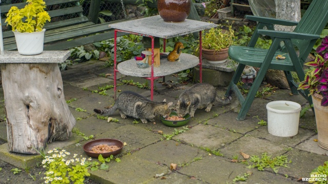 Fot. Wojciech Ochrymiuk [Radio Szczecin] Za pomoc dzikim kotom mogą stracić działkę [WIDEO, ZDJĘCIA]