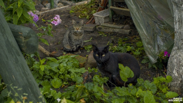 Fot. Wojciech Ochrymiuk [Radio Szczecin] Za pomoc dzikim kotom mogą stracić działkę [WIDEO, ZDJĘCIA]