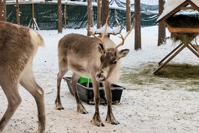 Rovaniemi, fot. Biuro Prasowe Wielonarodowego Korpusu Północno-Wschodniego Żołnierze ze szczecińskiego Korpusu z misją u św. Mikołaja [ZDJĘCIA]