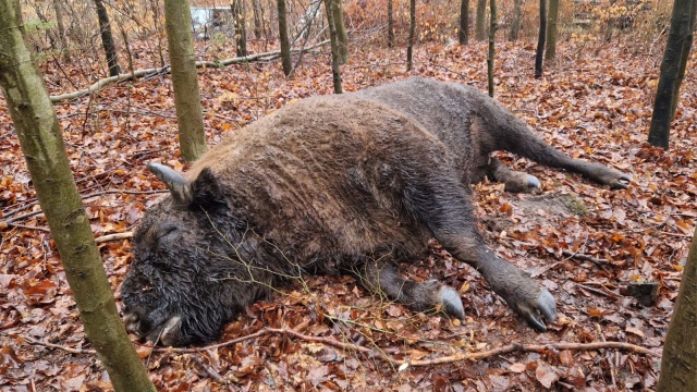 Jak informuje Zachodniopomorskie Towarzystwo Przyrodnicze - Dzika Zagroda został odnaleziony w obrębie Koła Łowieckiego Rogacz Stargard gospodarującego na terenie Nadleśnictwa Dobrzany.