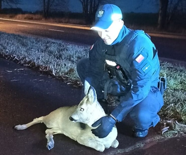 Stargardzcy policjanci uratowali ranną sarnę. Zwierzę zostało potrącone przez samochód.