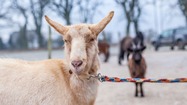 Do adoptacji kozy zachęca gmina Goleniów.