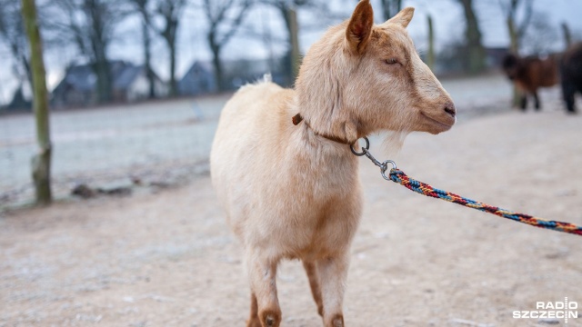 Kto zaadoptuje kozę Trwają poszukiwania nowego właściciela [ZDJĘCIA]