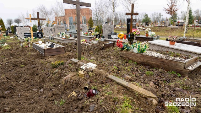 Stado 12 dzików zniszczyło kwatery i roślinność na cmentarzu przy ulicy Bronowickiej w Szczecinie. Miasto zabezpieczyło teren cmentarza. Do zdarzenia doszło dwa tygodnie temu.