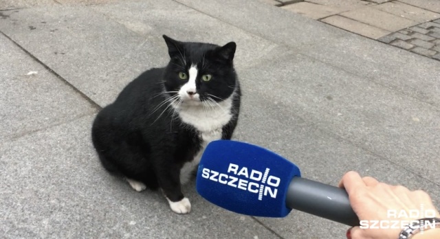 Szczecinianom znany jest od lat i chętnie go odwiedzają przynosząc smakołyki. Ale odkąd użytkownicy Google okrzyknęli go największą atrakcją Szczecina, przez co dowiedział się o nim cały świat, w odwiedziny do kota Gacka - bo o zwierzaku z ulicy Kaszubskiej mowa - ustawiają się prawdziwe tłumy.