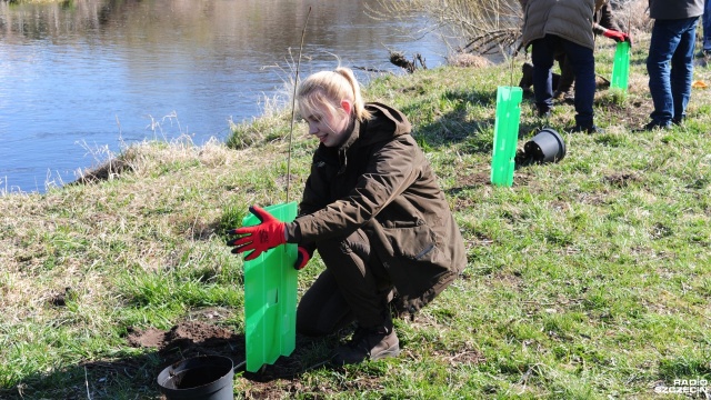 Tysiąc drzew posadzili nad rzeką Rega przedstawiciele Wód Polskich. To w ramach projektu LIFE Budowa niebieskiego korytarza ekologicznego wzdłuż doliny rzeki Regi i jej dopływów. Projekt ma na celu udrożnienie korytarza migracyjnego jakim jest Rega dla ryb migrujących - głównie troci i innych.