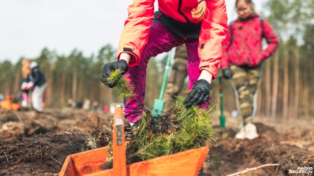 Uczniowie ze Szkoły Podstawowej numer 3 w Gryfinie posadzili dziś 5000 sosen.