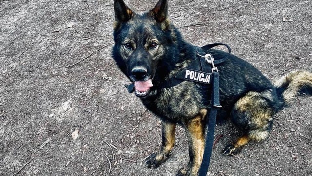 Ma cztery łapy, szybko biega i głośno szczeka - to Rat, nowy funkcjonariusz w Komendzie Powiatowej Policji w Wałczu. Owczarek niemiecki rozpoczął pięciomiesięczne szkolenie.