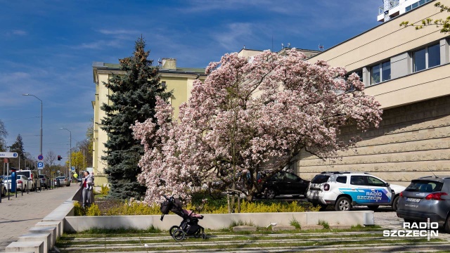 Wyszło słońce, więc rozkwitł symbol Szczecina, jedne z najpiękniejszych magnolii w mieście, które znaleźć możecie przed Radiem Szczecin.