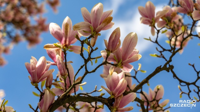 Radiowa magnolia zakwitła Teraz ustawiają się do niej kolejki. Przechodnie chętnie fotografują drzewo przed Radiem Szczecin.