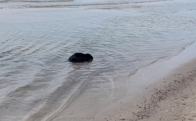 Niecodzienny gość na plaży w Pogorzelicy. W Bałtyku kąpał się bóbr. Zwierzaka zaobserwowała nasza słuchaczka i wysłała nam film.