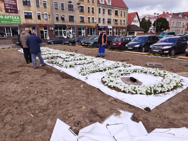 Kwietny napis pojawił się w Gryfinie. Na placu Barnima I powstała nazwa miasta ułożona z białych bratków.