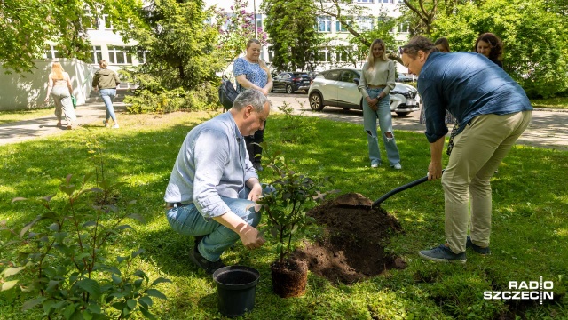 Kaliny Wonne, Lage-stroemie Indyjskie, Kłokoczki, czy Kolkwicje Chińskie m.in. takie rośliny i krzewy z całego świata posadzili studenci wraz z wykładowcami z Wydziału Kształtowania Środowiska i Rolnictwa Zachodniopomorskiego Uniwersytetu Technologicznego w Szczecinie.
