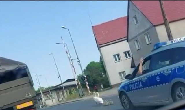 Policjanci z Wałcza eskortowali łabędzią rodzinę. Do niecodziennego zdarzenia doszło na ulicy Bydgoskiej.