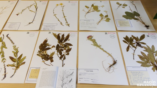 Uniwersytet Szczeciński podsumowuje projekt Herbarium Pomeranicum. Jest to strona, która pozwala na przeglądanie przez internet zbiorów naukowców ze Szczecina, Słupska i Gdańska.
