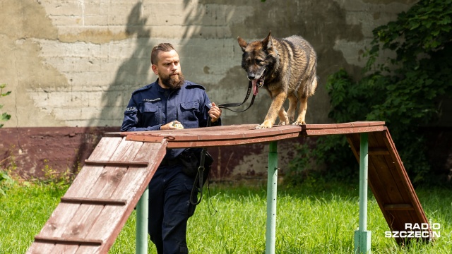 Pies, który uratował nie jedno życie. Karzeł pracuje w policji.