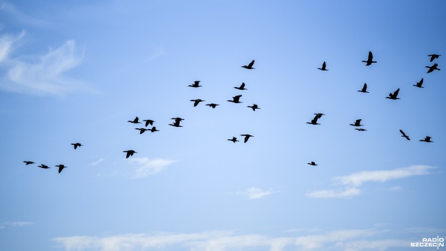 Choć w Polsce lato w pełni to pierwsze ptaki wyruszyły już w podróż na zimowisko. Ornitolodzy zauważają, że w tym roku niektóre gatunki rozpoczęły swoją migracje znacznie wcześniej niż zazwyczaj.