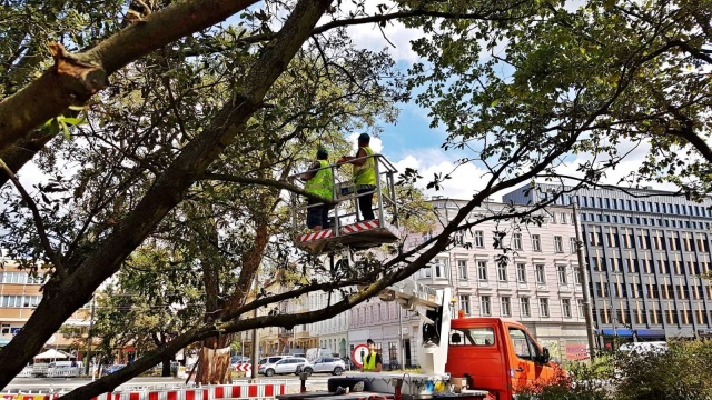 W Szczecinie są tylko dwa, a to okazy unikatowe w skali kraju. Przy okazji remontu dróg te wyjątkowe drzewa zostały zrewitalizowane.