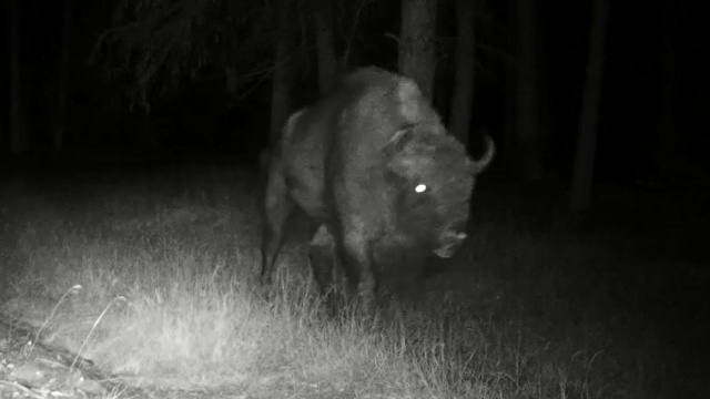 Piękny okaz europejskiego żubra zaobserwowano w Drawieńskim Parku Narodowym. Marsz olbrzyma zarejestrowała fotopułapka.