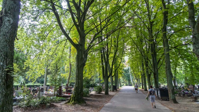 Są agresywne, pojawiają się całymi chmarami i od razu atakują - to komary na szczecińskim Cmentarzu Centralnym.