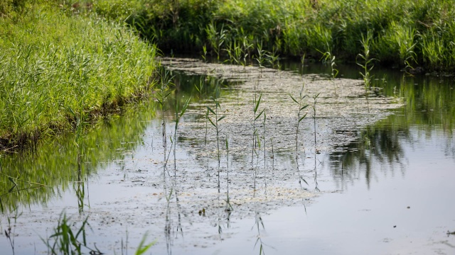 Plaga komarów. Entomolog wyjaśnia przyczynę [WIDEO, ZDJĘCIA]