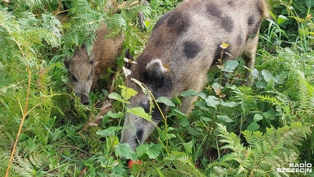 Niezwykłe, łaciate dziki w Świnoujściu [ZDJĘCIA]